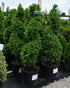 Boxwood &
