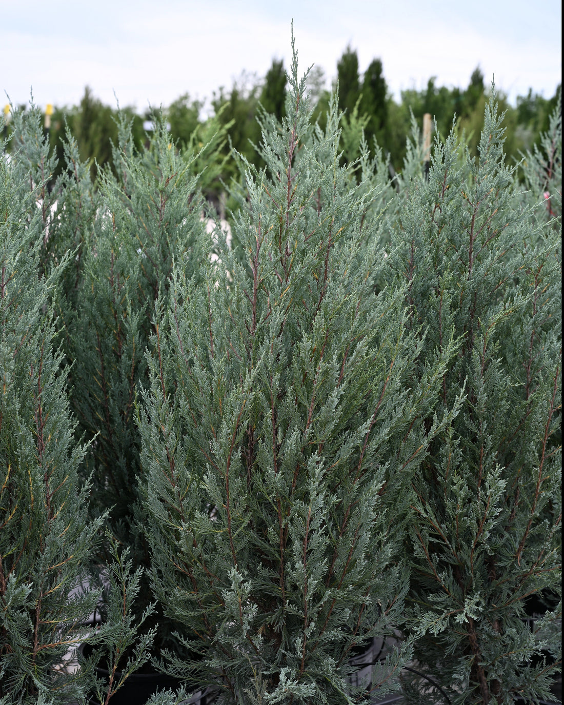 Juniper &