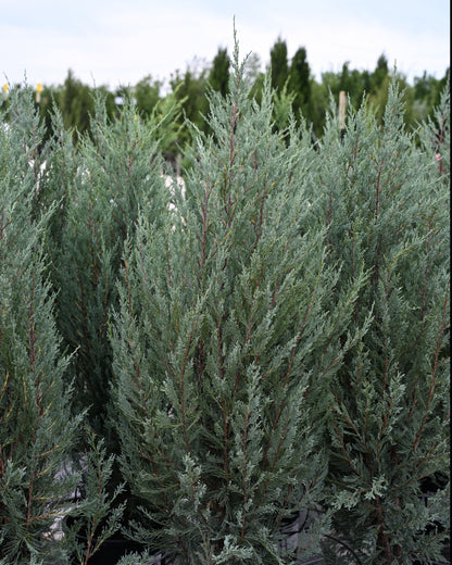 Juniper &