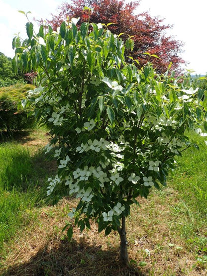 Dogwood &