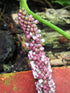 10" Anthurium Hookerii plant photo