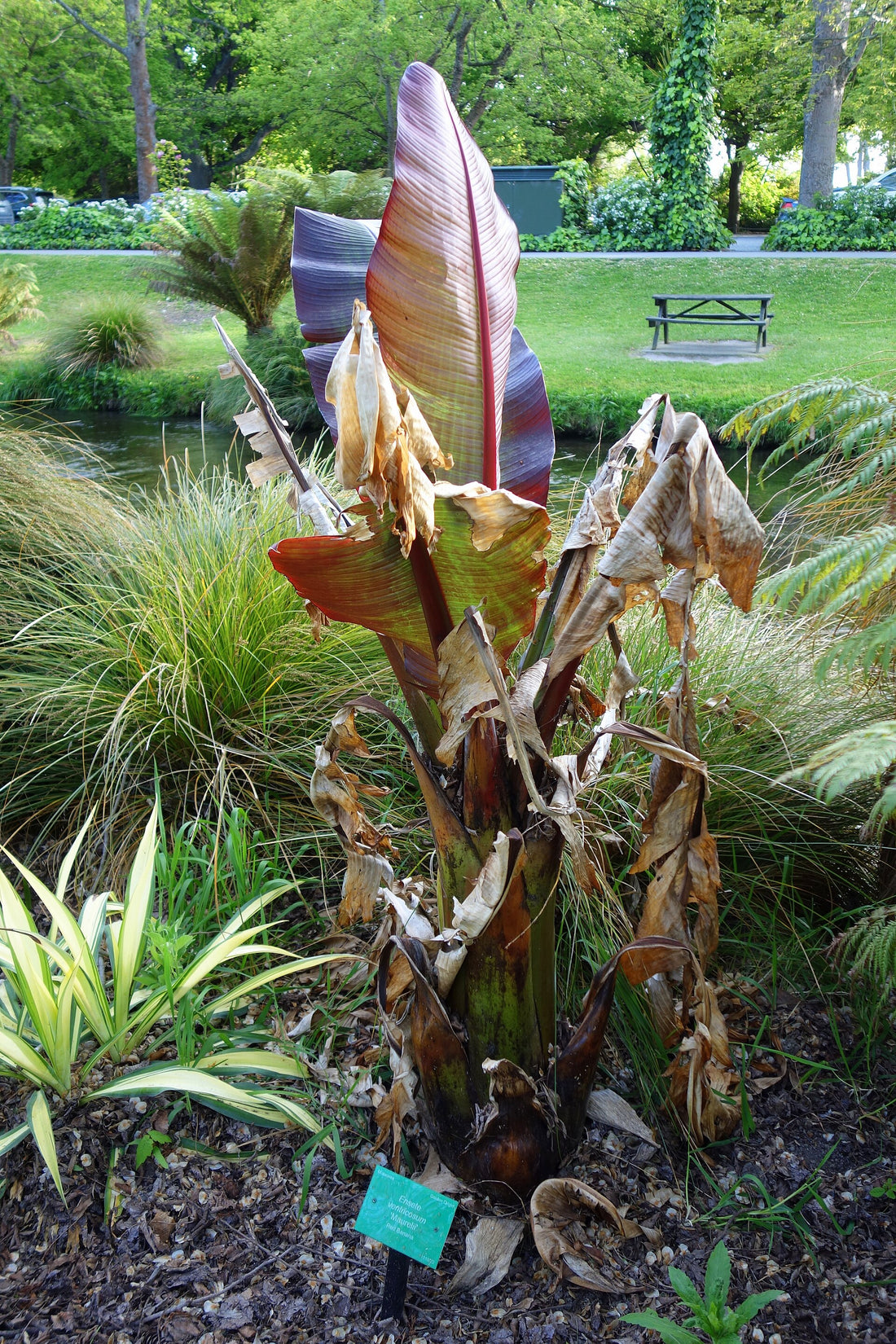 6" Banana Ensete Maurelii plant photo