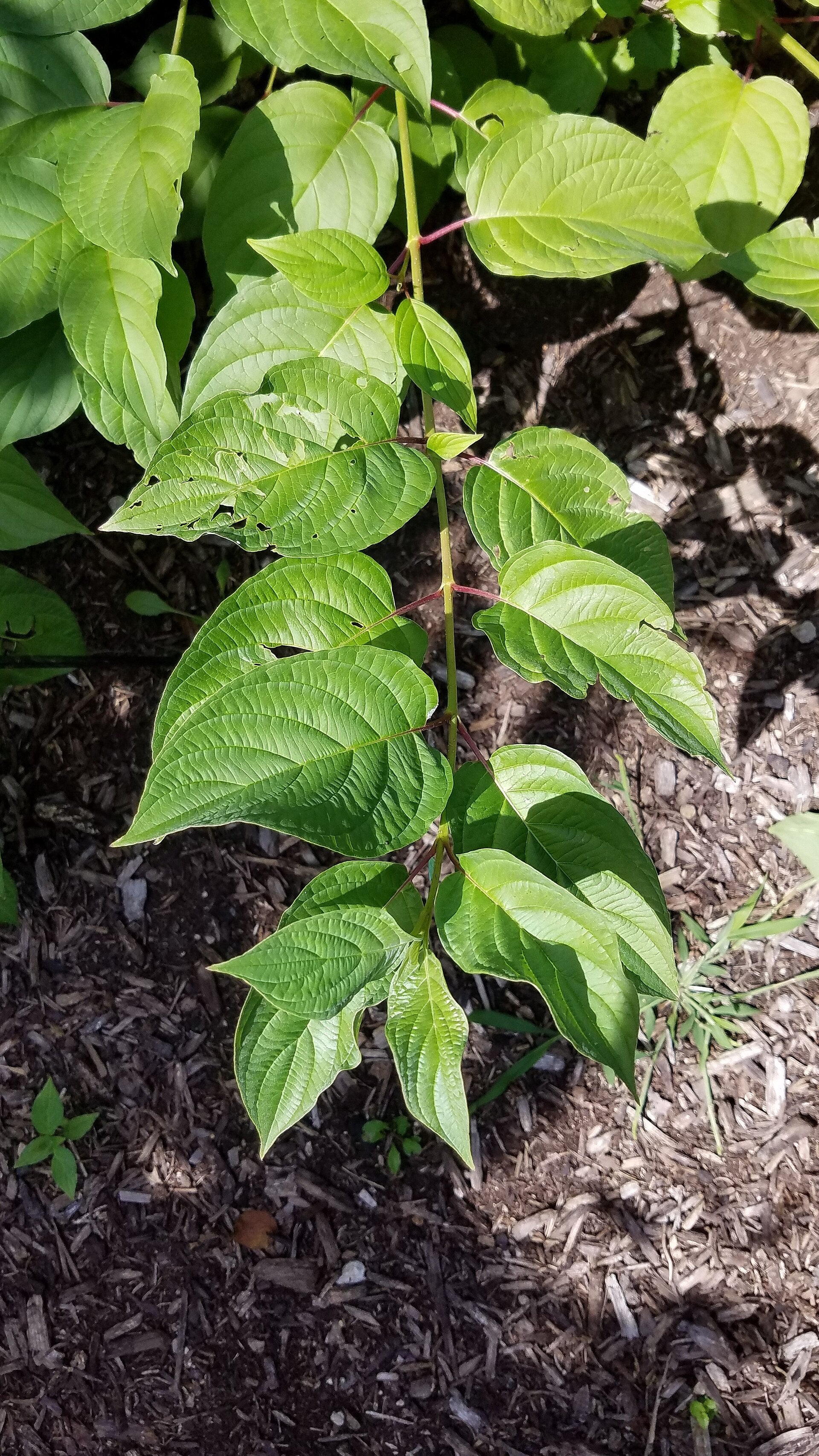 Dogwood &