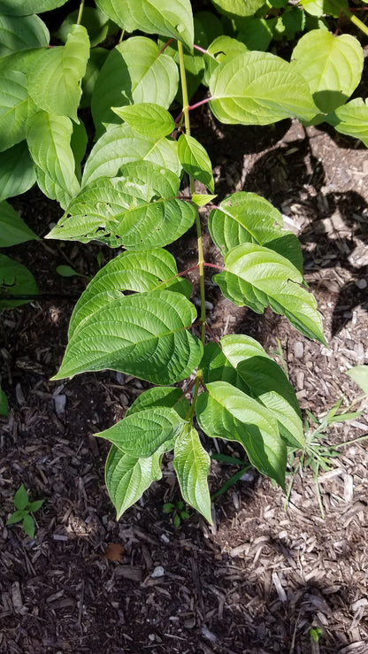 Dogwood &