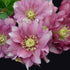 Helleborus Maid of Honor 