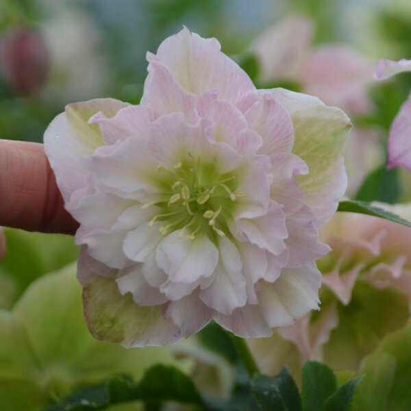 Helleborus Flower Girl 