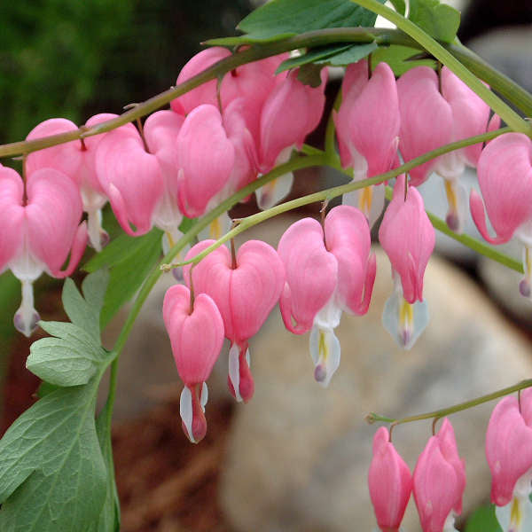 Dicentra Spectabilis 19cm plant photo