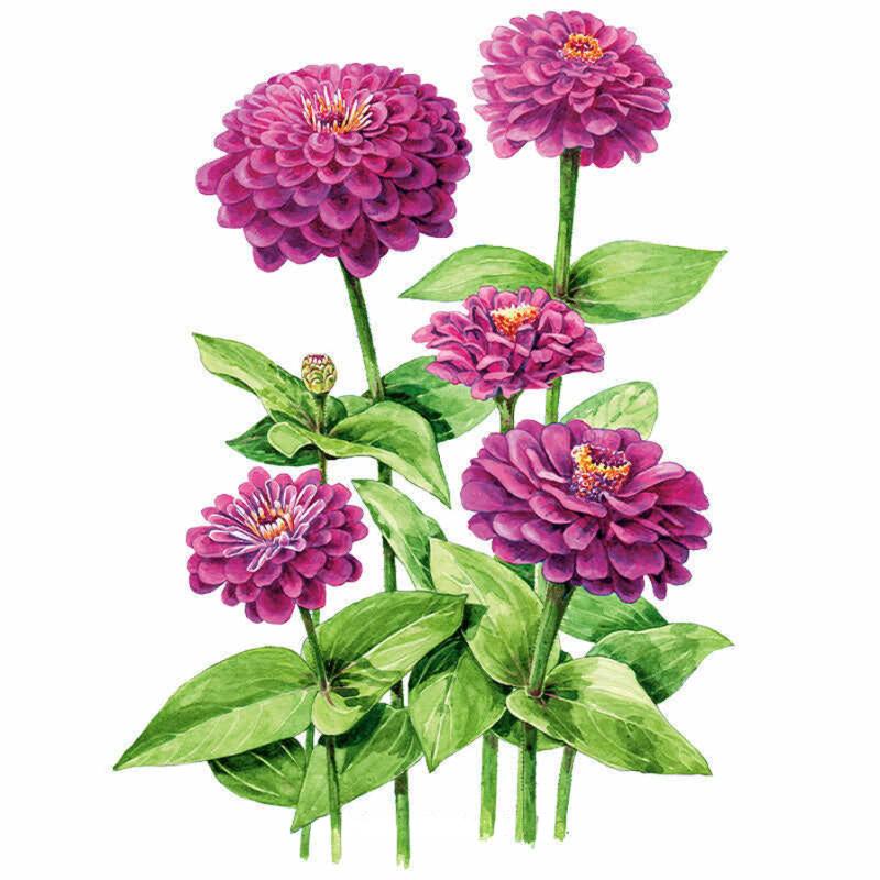 Zinnia Giant Purple Seed Packet seed packet photo