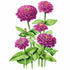 Zinnia Giant Purple Seed Packet seed packet photo