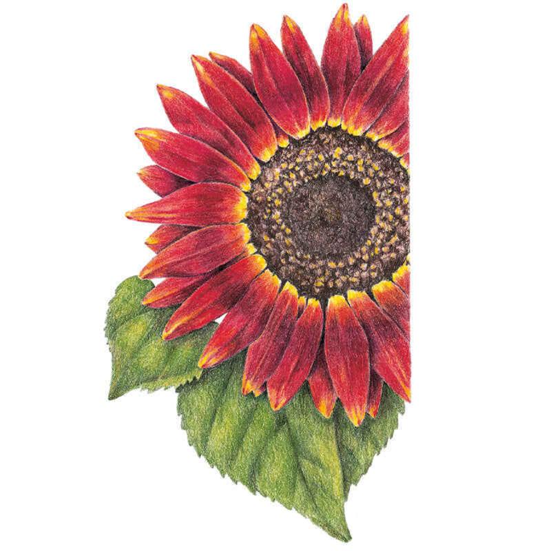 Sunflower Evening Sun Seed Packet seed packet photo