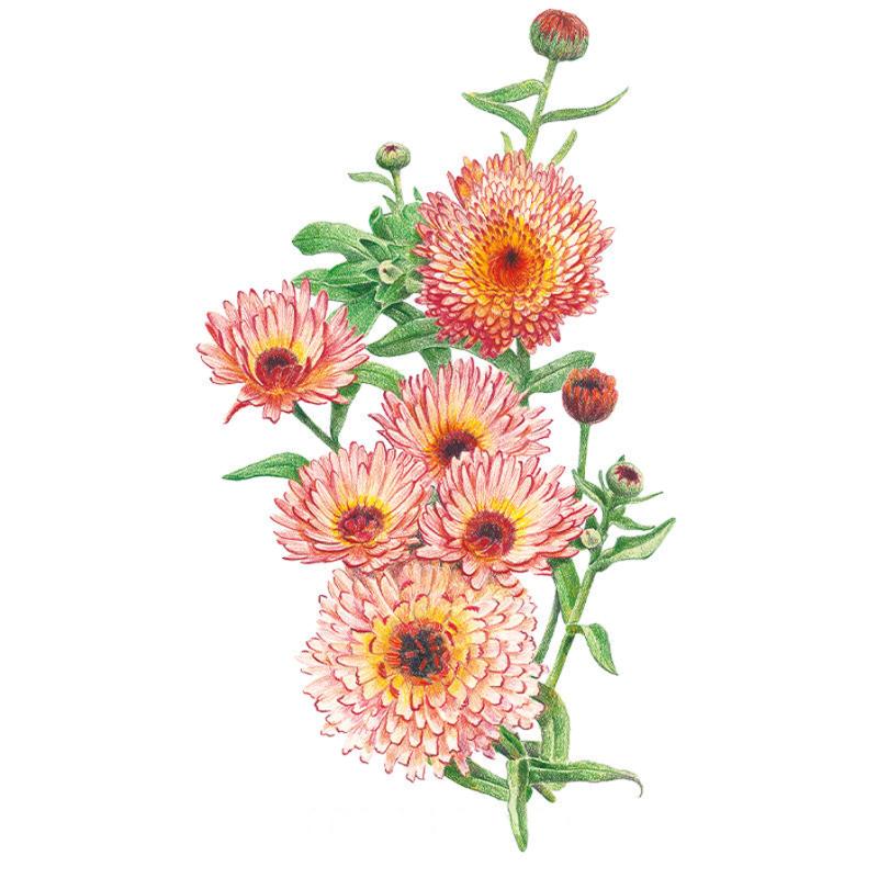 Calendula Zeolights seed packet photo
