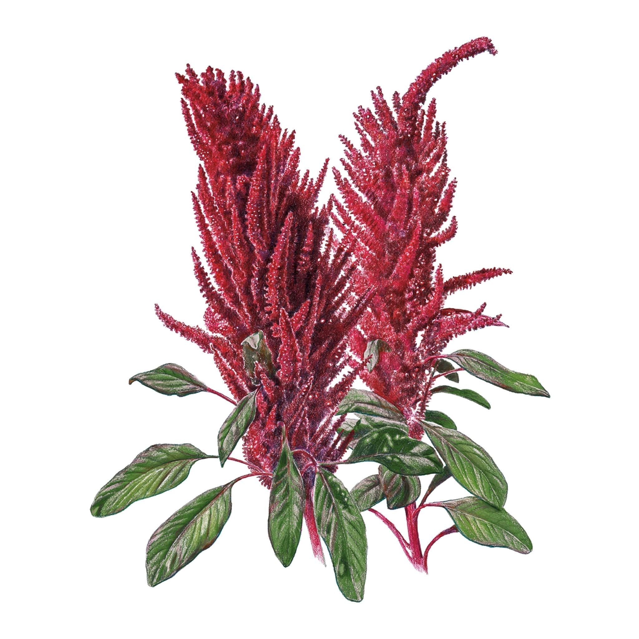 Amaranth Burgundy seed packet photo