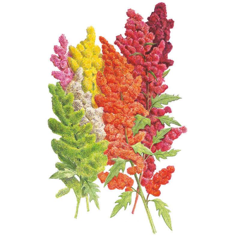 Quinoa Brightest Rainbow seed packet photo