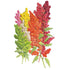Quinoa Brightest Rainbow seed packet photo