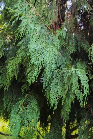 False Cypress &