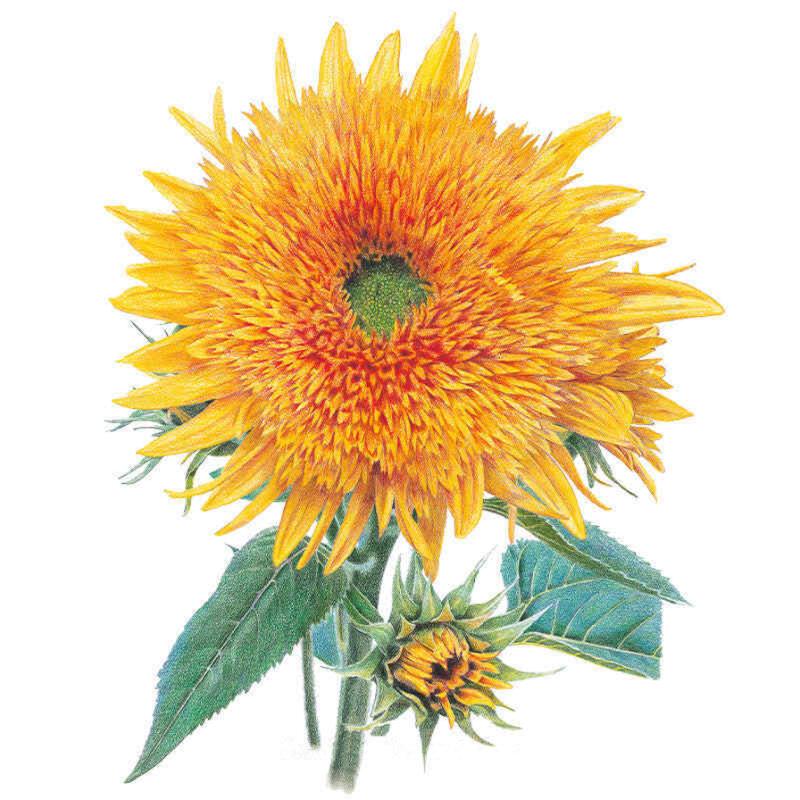 Sunflower Goldy Honey Bear Seed Packet seed packet photo