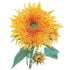 Sunflower Goldy Honey Bear Seed Packet seed packet photo