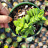 2" Crassula rupestris Springtime plant photo