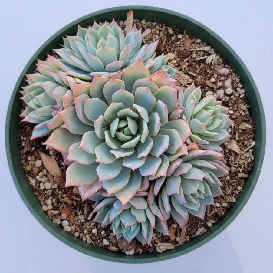 4" Succulent Echeveria plant photo