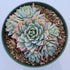 4" Succulent Echeveria plant photo