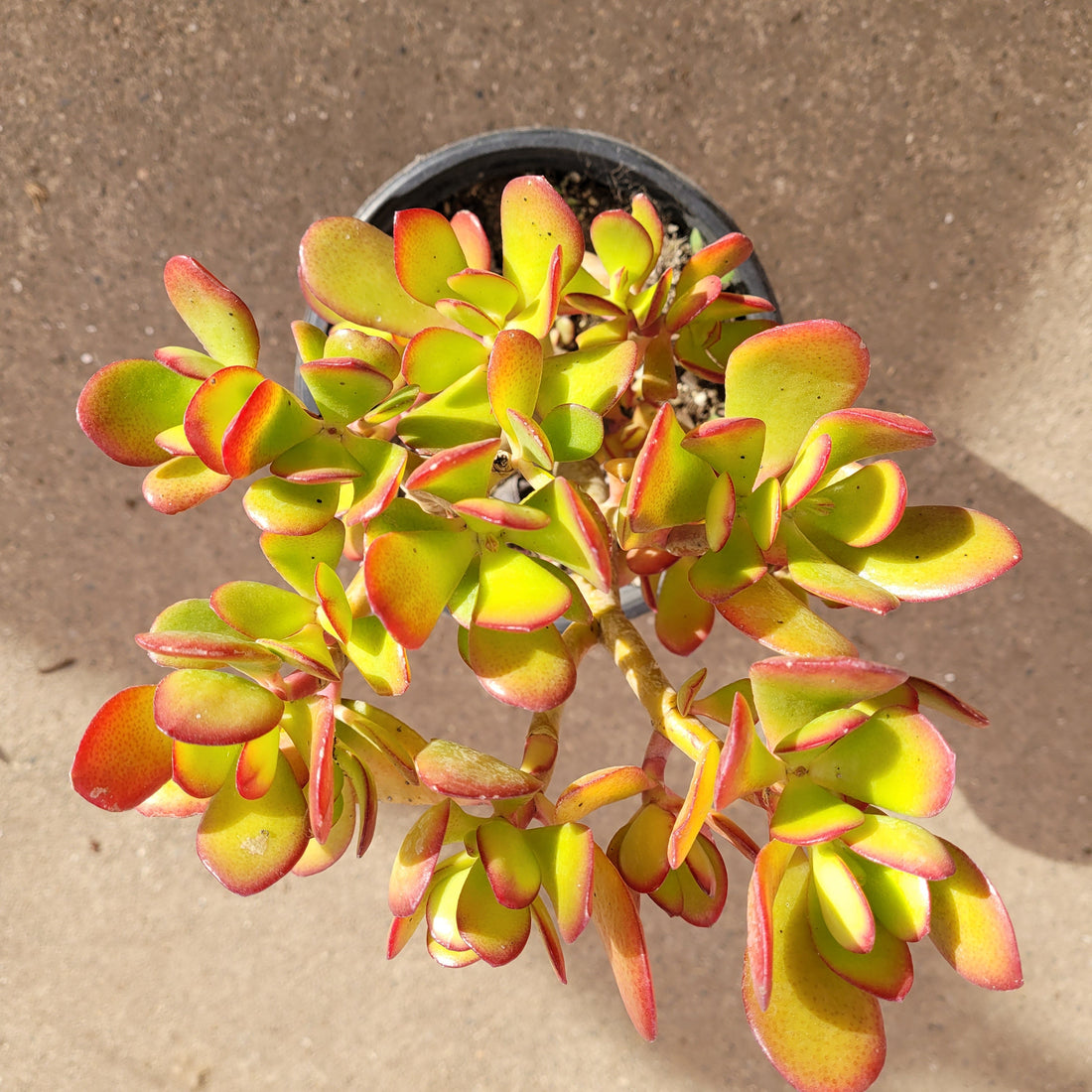 6" Jade plant photo