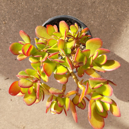 6" Jade plant photo