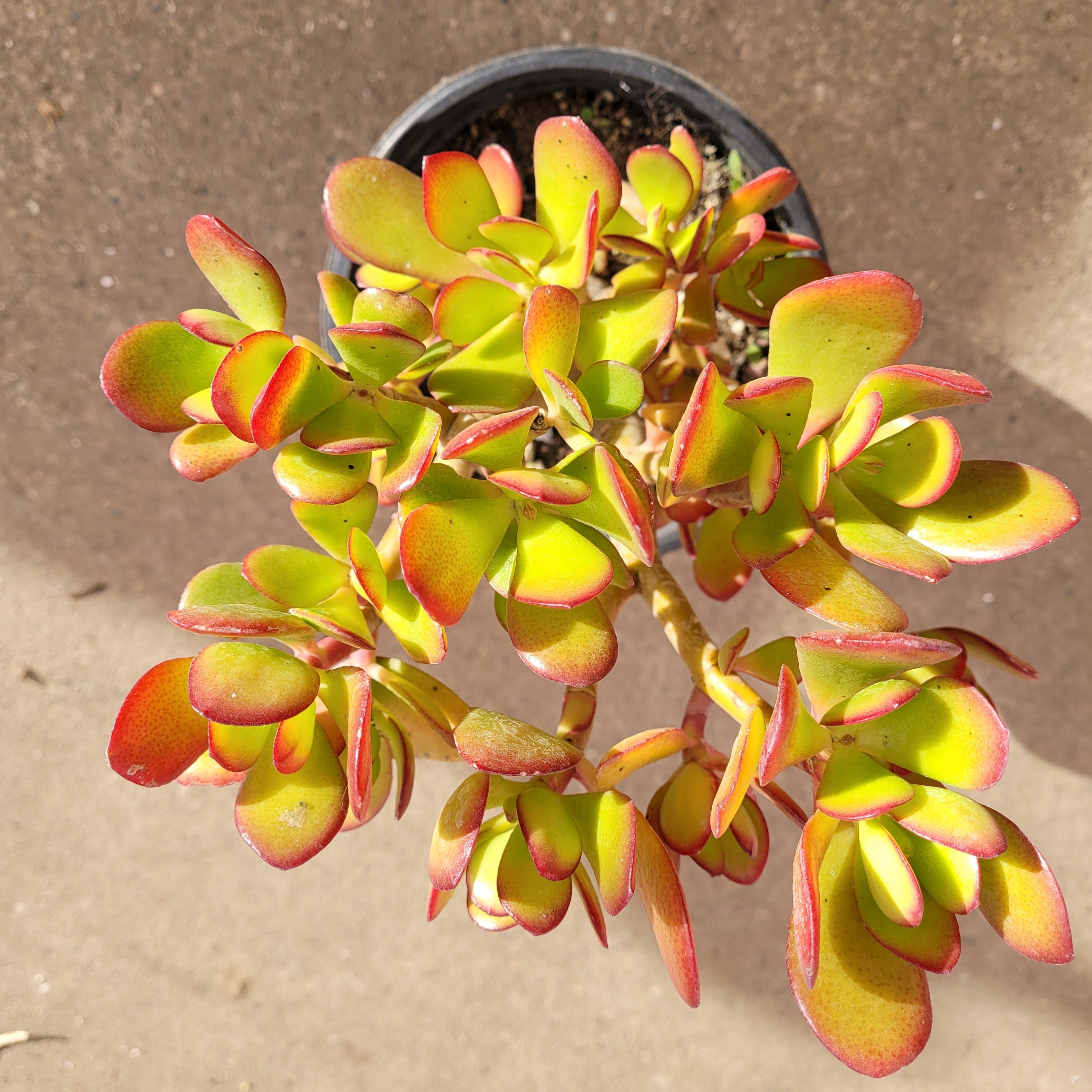 8" Jade plant photo