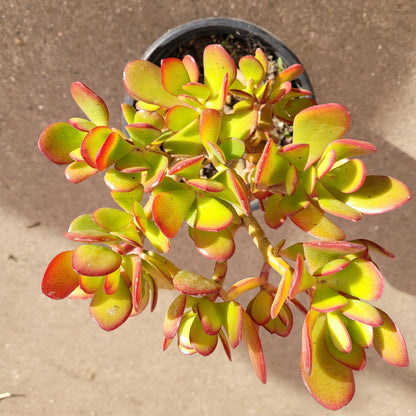 8" Jade plant photo