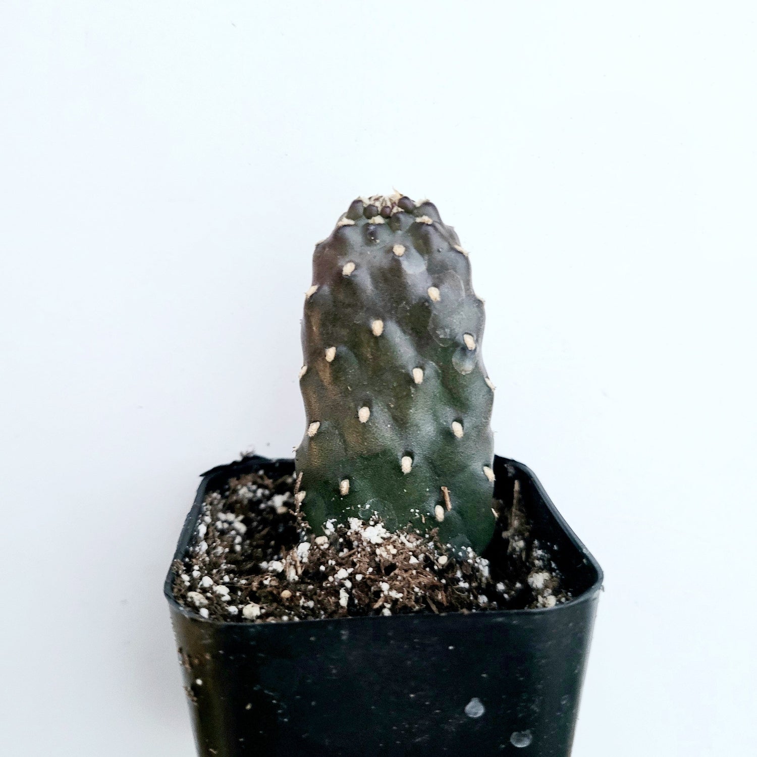 6" Cactus Prickly Pear plant photo