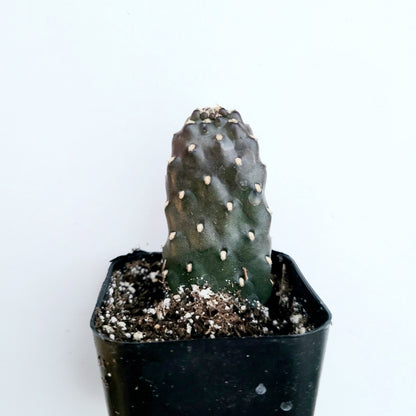 6" Cactus Prickly Pear plant photo