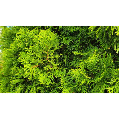 Arborvitae &