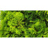Arborvitae &