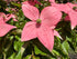 Dogwood &