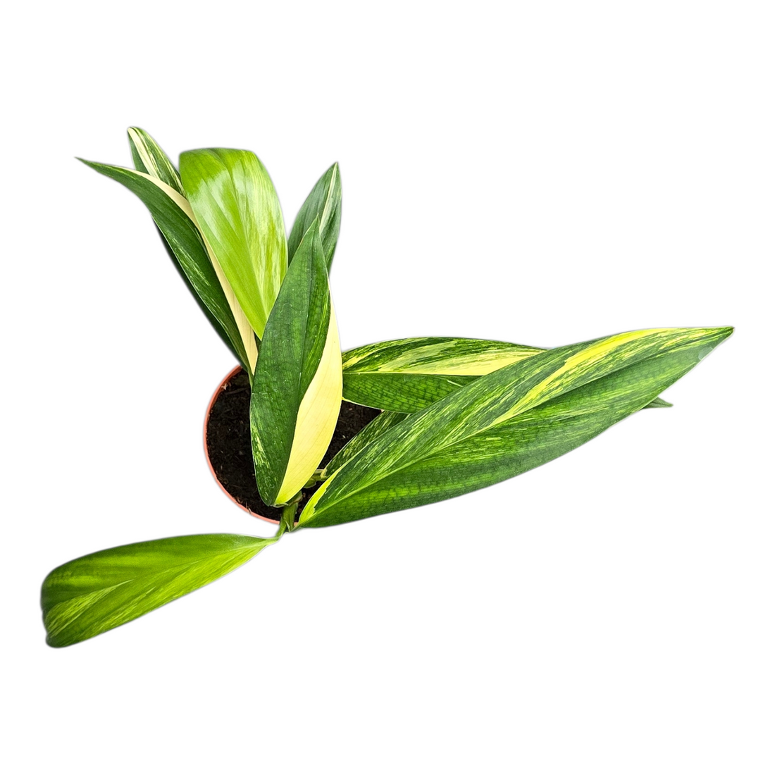 6" Epipremnum Amplissimum Varg. plant photo