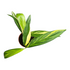 6" Epipremnum Amplissimum Varg. plant photo