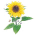 Sunflower Lemon Queen Seed Packet seed packet photo