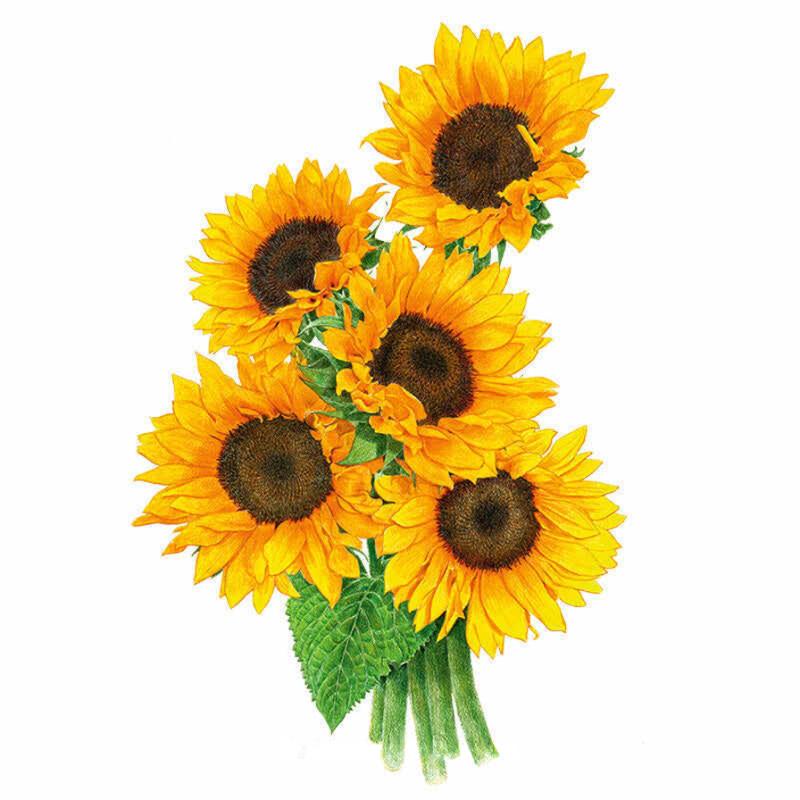 Sunflower Zohar Seed Packet seed packet photo