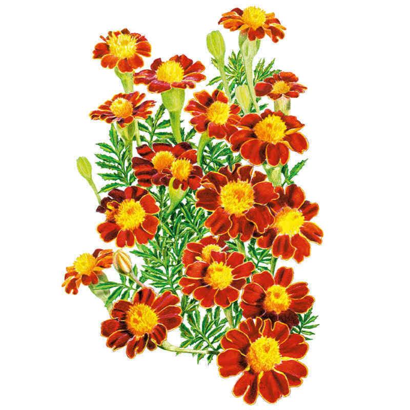 Marigold Red Metamorph Seed Packet seed packet photo