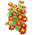Marigold Red Metamorph Seed Packet seed packet photo