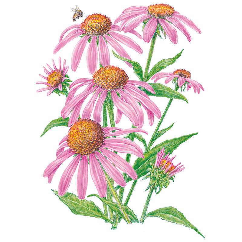 Echinacea Purple Coneflower seed packet photo