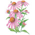 Echinacea Purple Coneflower seed packet photo