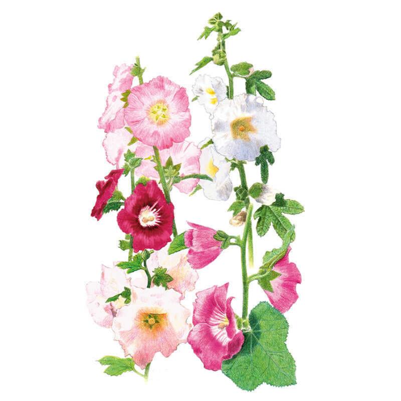 Hollyhock Outhouse Seed Packet seed packet photo