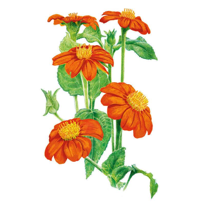 Mexican Sunflower Torch Seed Packet seed packet photo