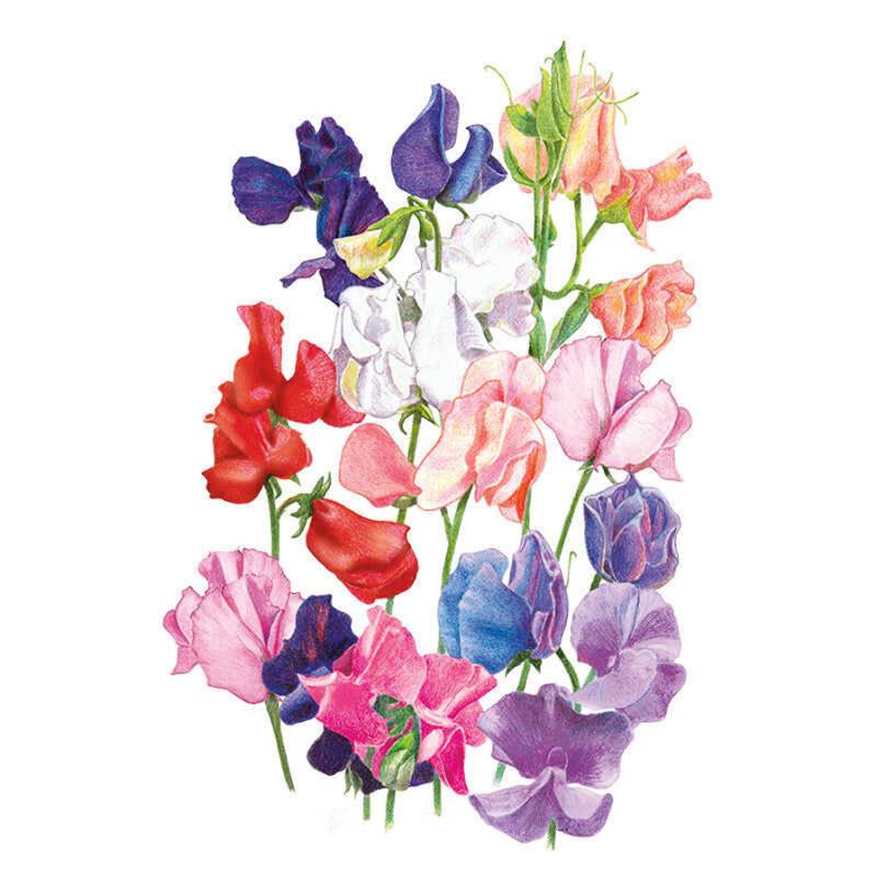 Sweet Pea Mammoth Seed Packet seed packet photo