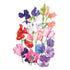 Sweet Pea Mammoth Seed Packet seed packet photo