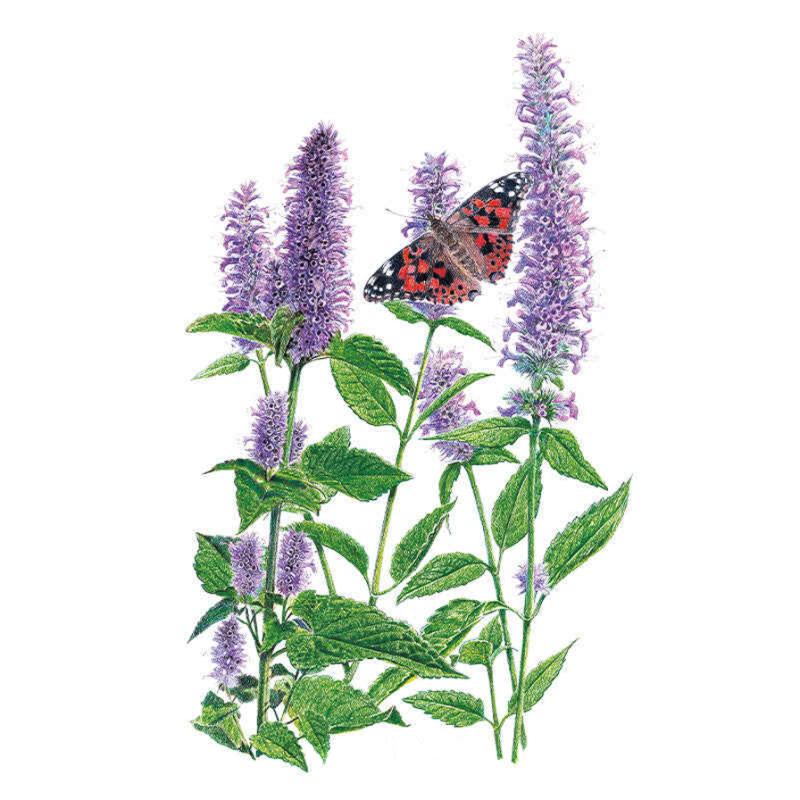 Anise Hyssop Seed Packet seed packet photo