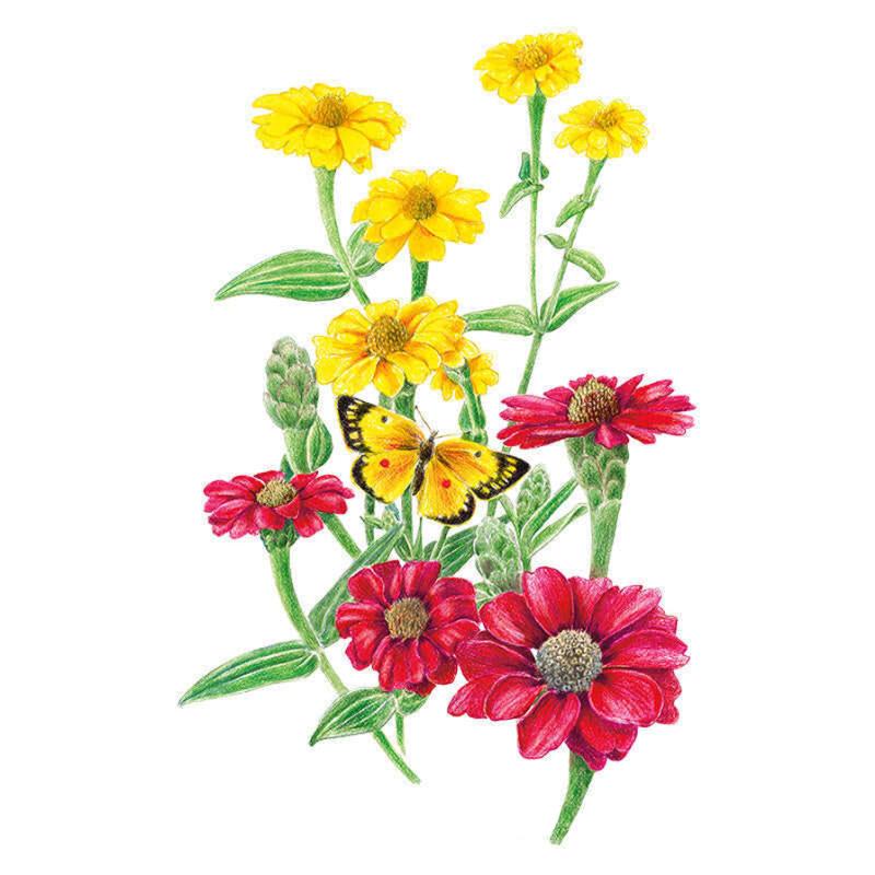 Zinnia Peruvian Seed Packet seed packet photo