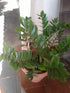 4" Zamioculcas Zamiifolia ZZ plant photo