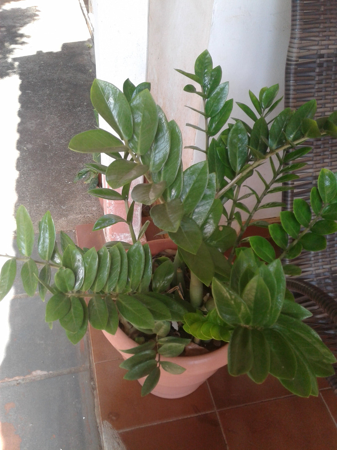 6" Zamioculcas Zamiifolia ZZ plant photo