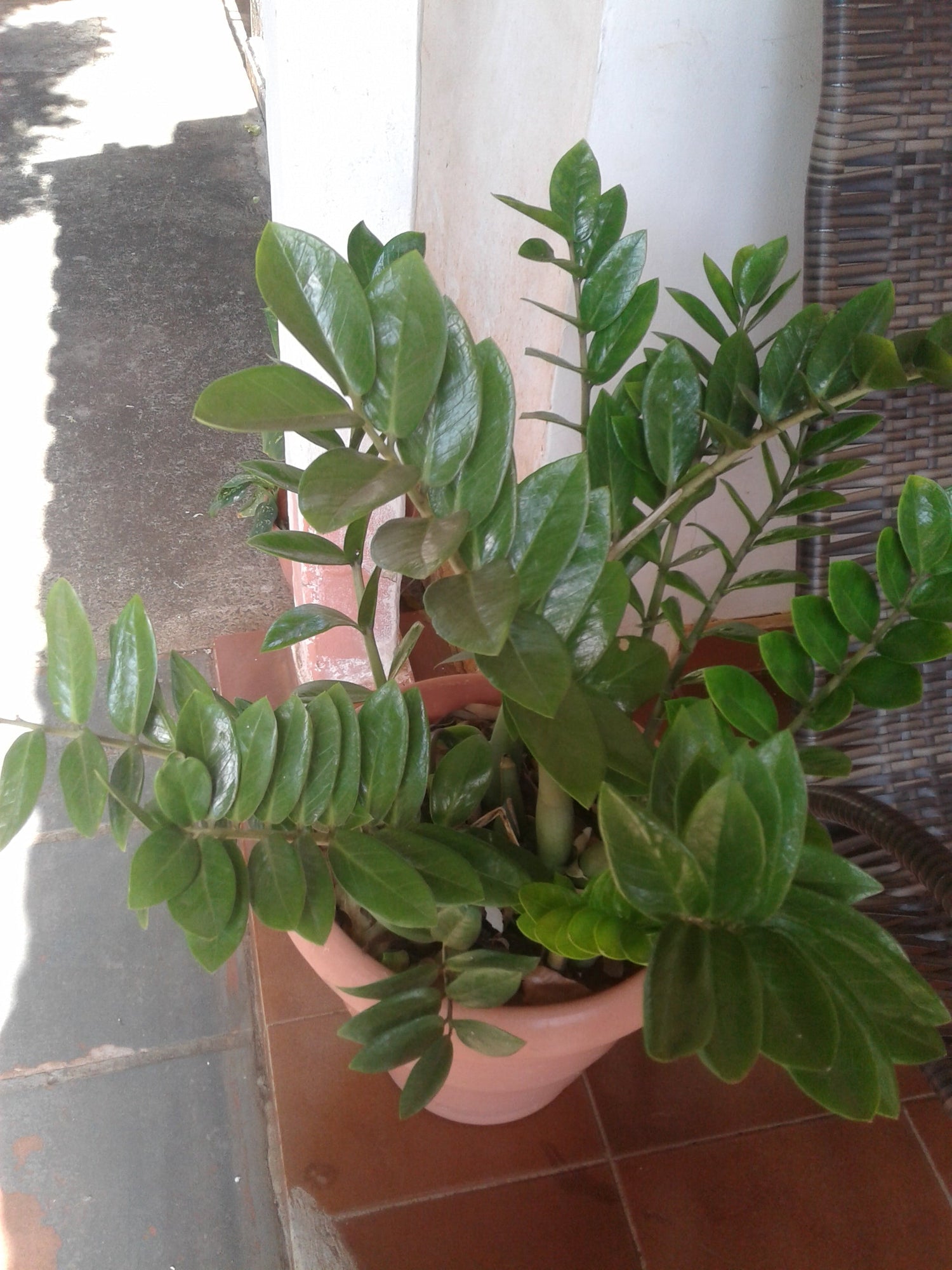 8" Zamioculcas Zamiifolia ZZ plant photo